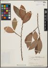 Foto von Salix aegyptiaca L.
